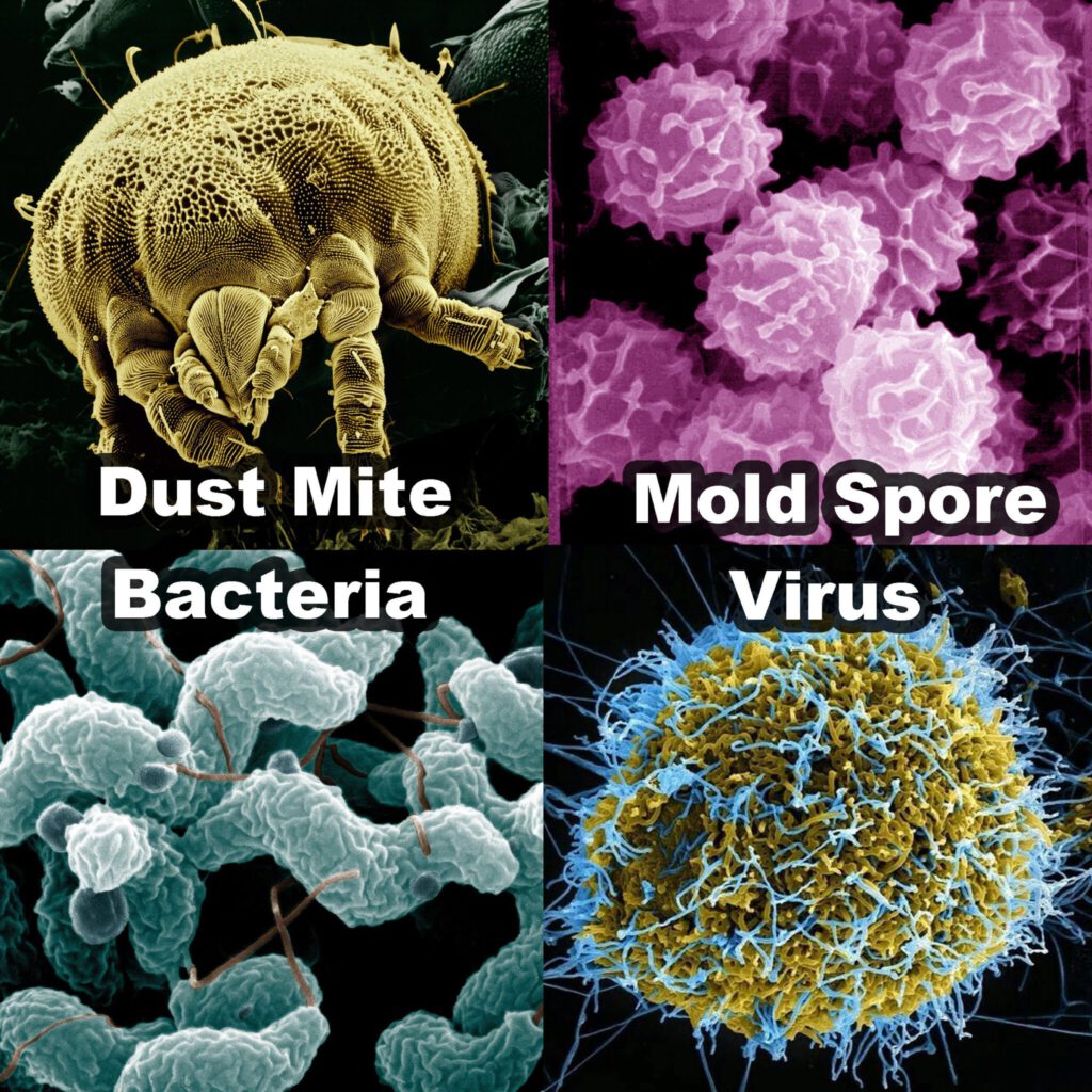 Dust, Mold, Bacteria,Virus